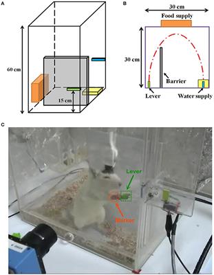 A Sliced Inverse Regression (SIR) Decoding the Forelimb Movement from Neuronal Spikes in the Rat Motor Cortex